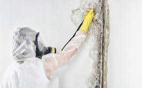 Best Environmental Consulting for Mold Prevention  in Rock Island, IL